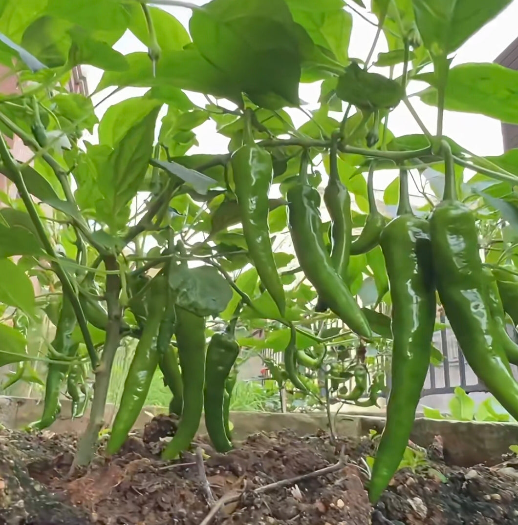 樟树港辣椒