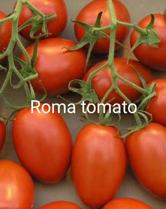 Roma