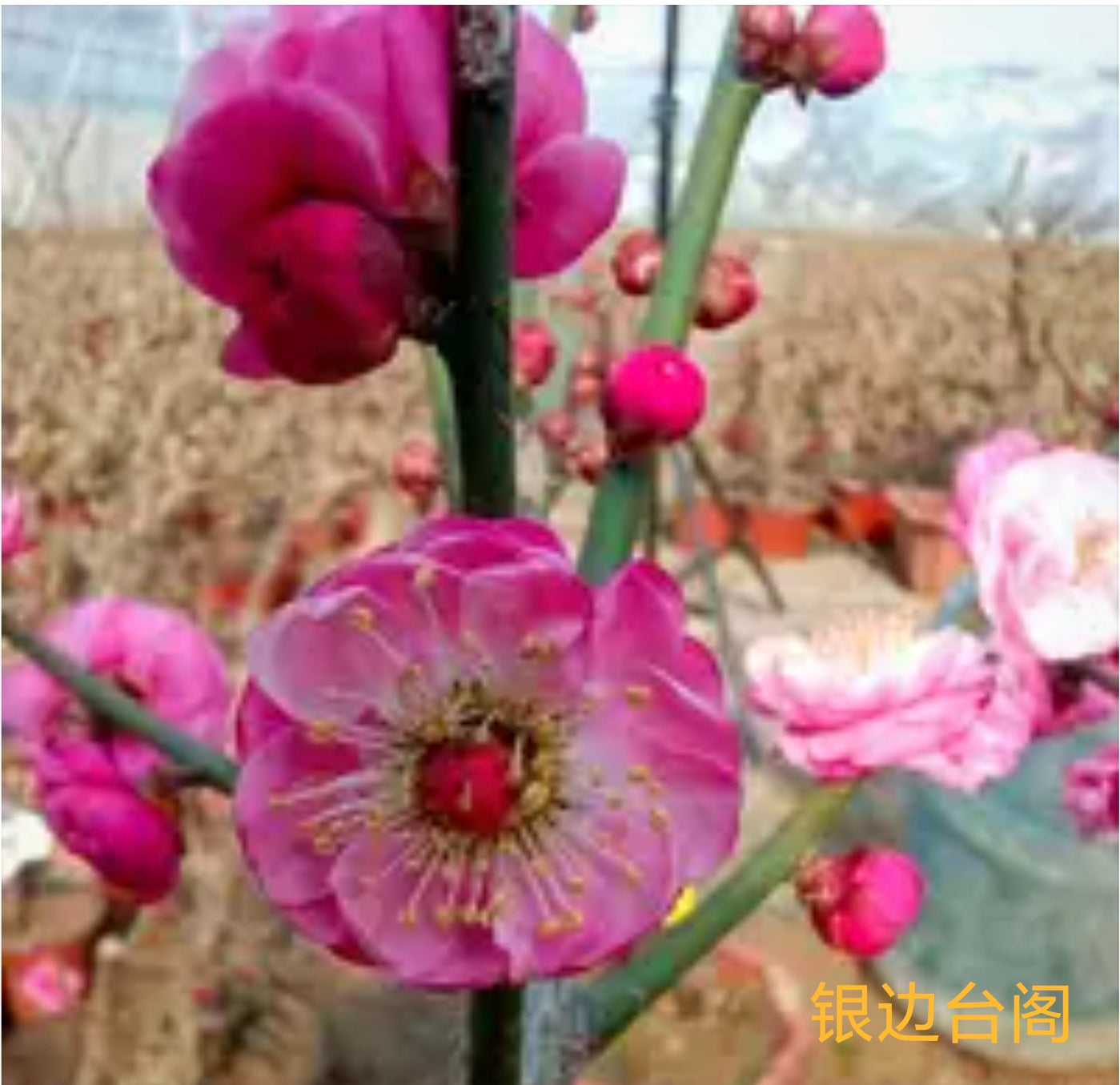 银边台阁（梅花）