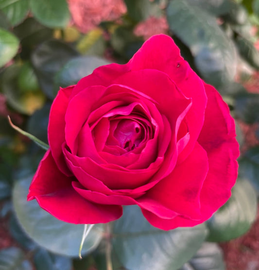 Rouge Royale