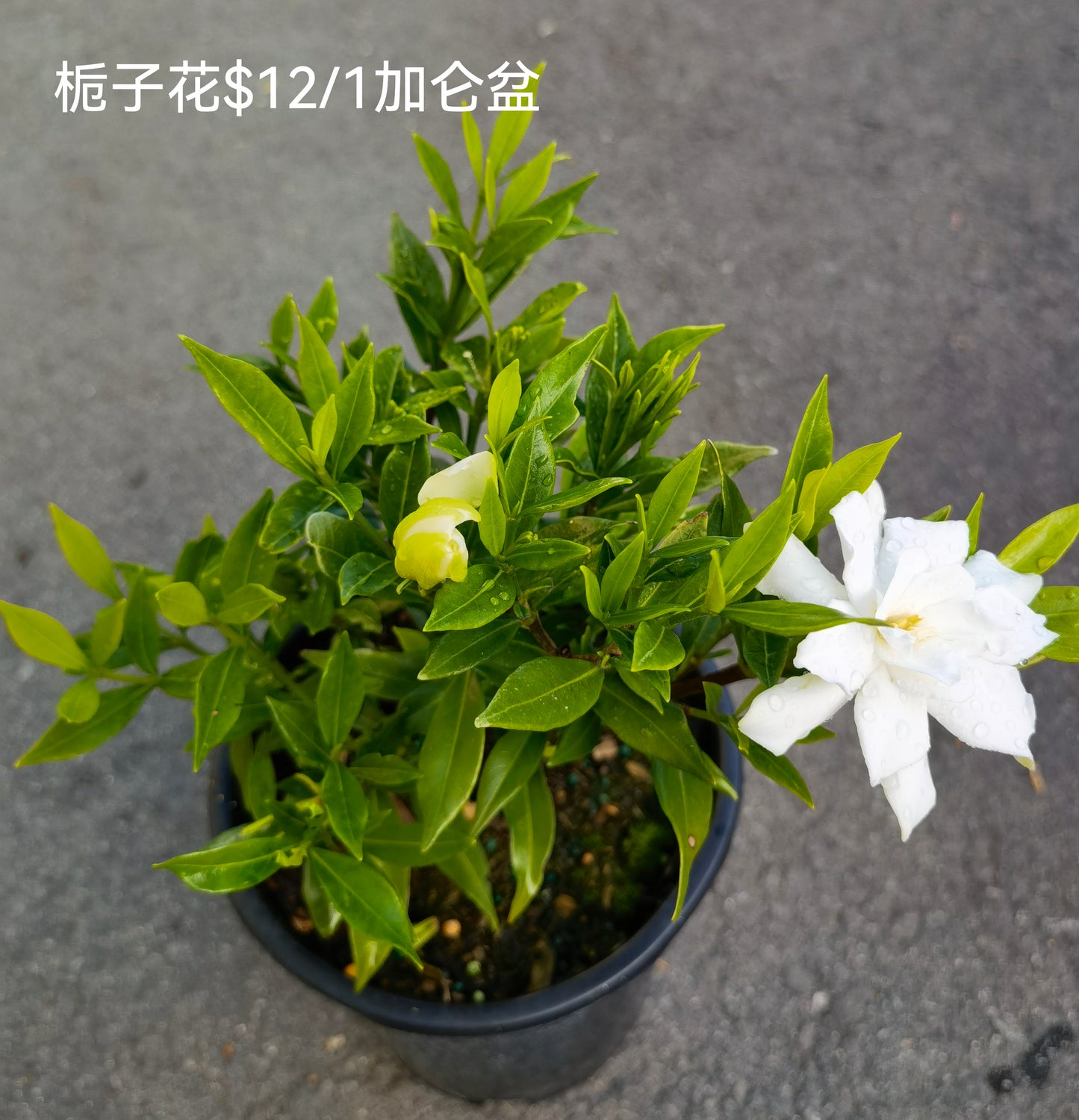 耐寒栀子花（1加仑盆）