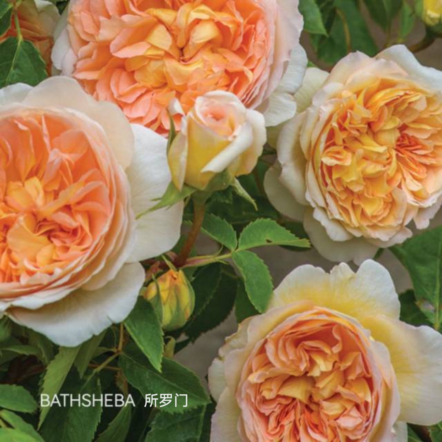 Bathsheba 所罗门