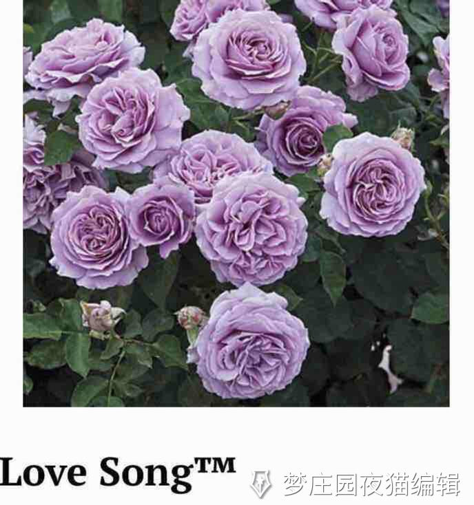 LOVE SONG