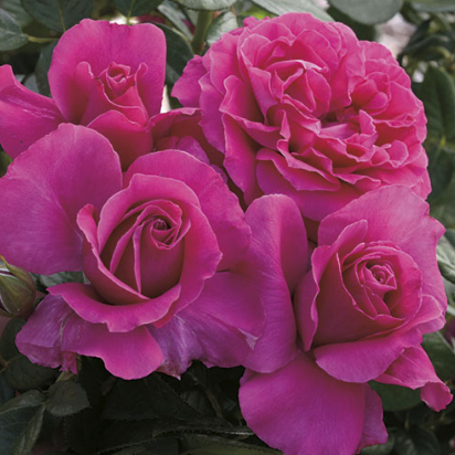 Weeks- Pretty Lady Rose 36"