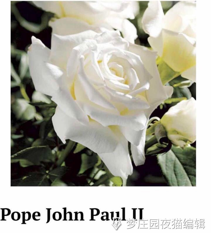 POPE JOHN PAUL II